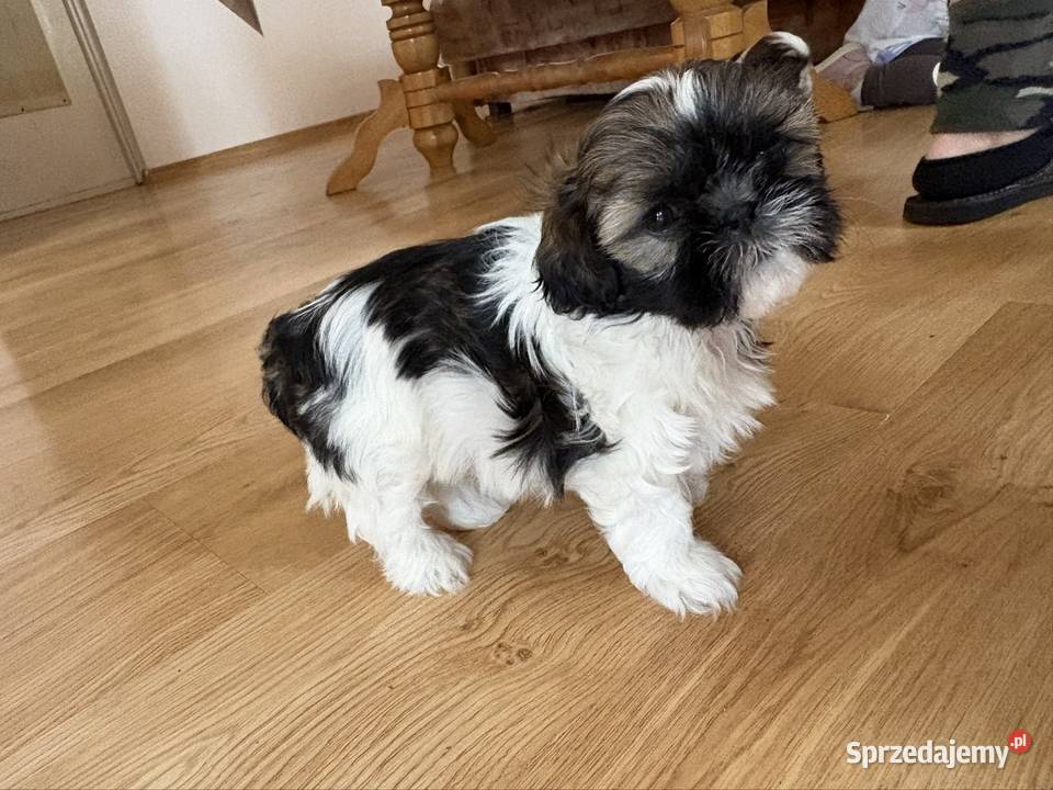 Suczka shih tzu Lipa
