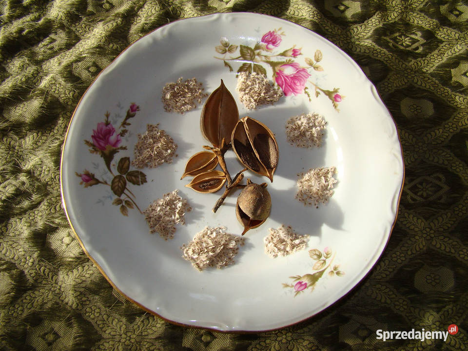 Paulownia sadzonka Cesarskie drzewko 1000 nasion podkarpackie Przemyśl