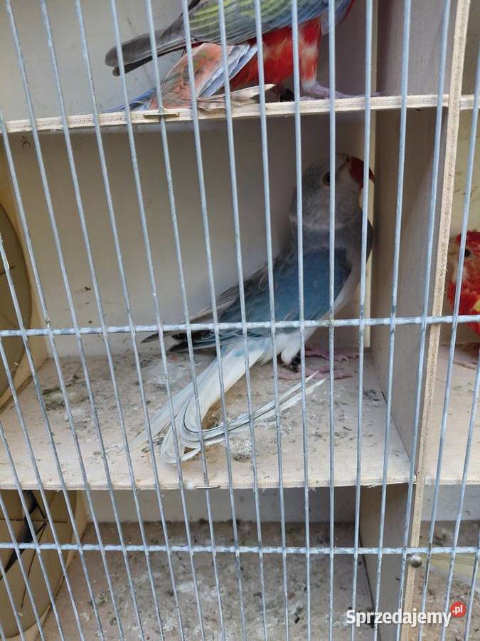 Aleksandretta obrożna niebieska Głowa Ogon Ptaki kujawsko-pomorskie Polichno