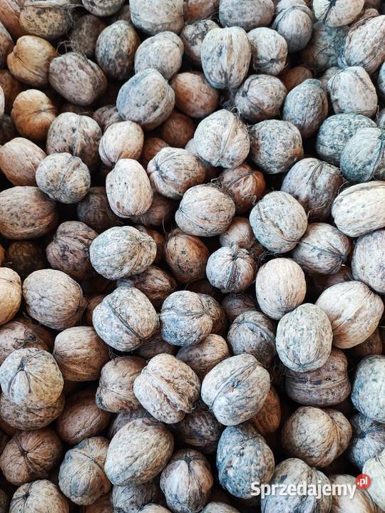 Orzechy włoskie Warszawa