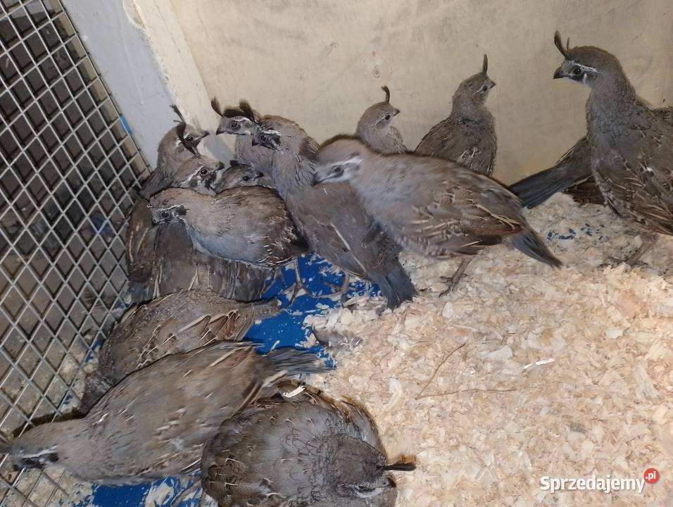 Sprzedam koguty przepiórki kalifornijskiej Dubin sprzedam