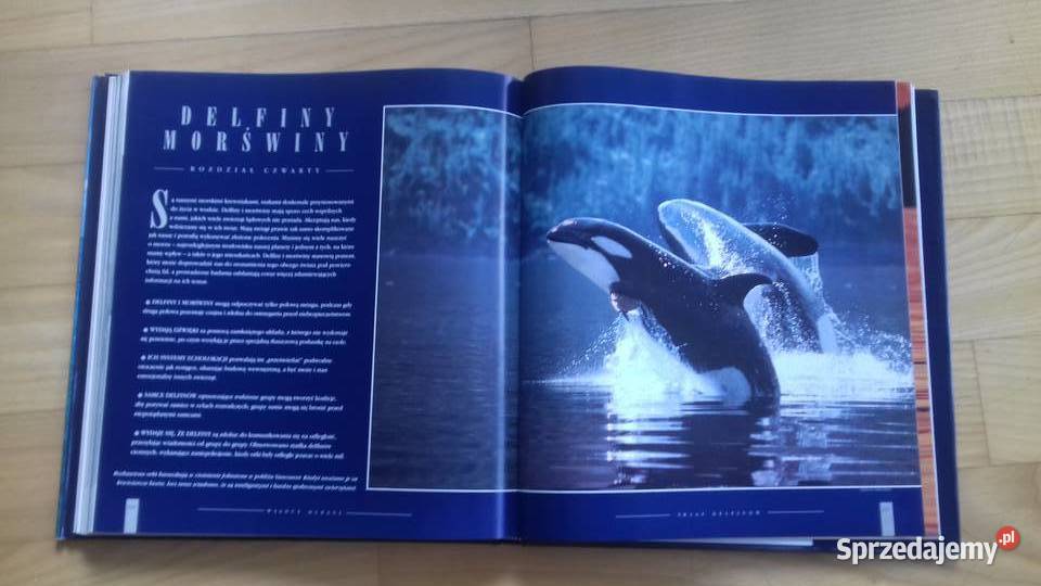 Władcy oceanu Wieloryby Delfiny Morświny