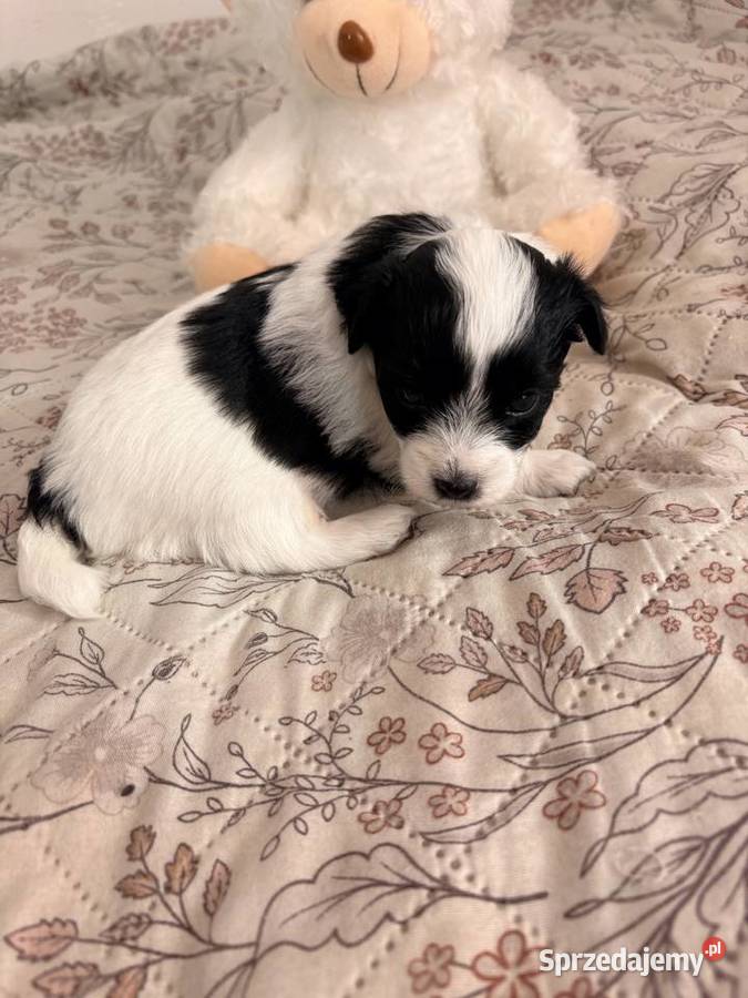 Suczki i piesek Maltipoo F1B z rodowodem szukają Puławy