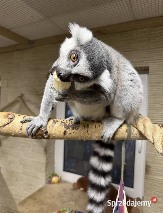 Lemur kata para Opole