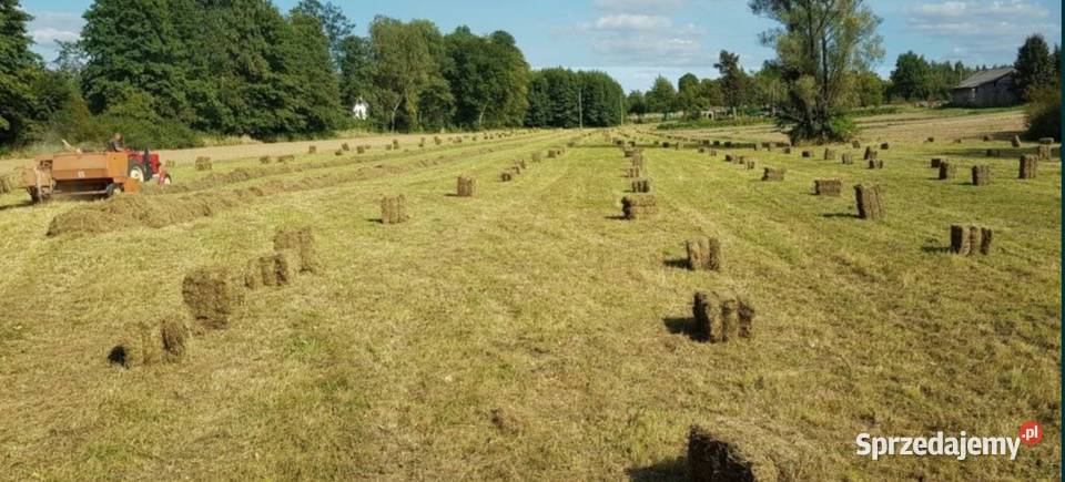 Siano w kostkach Kraczkowa