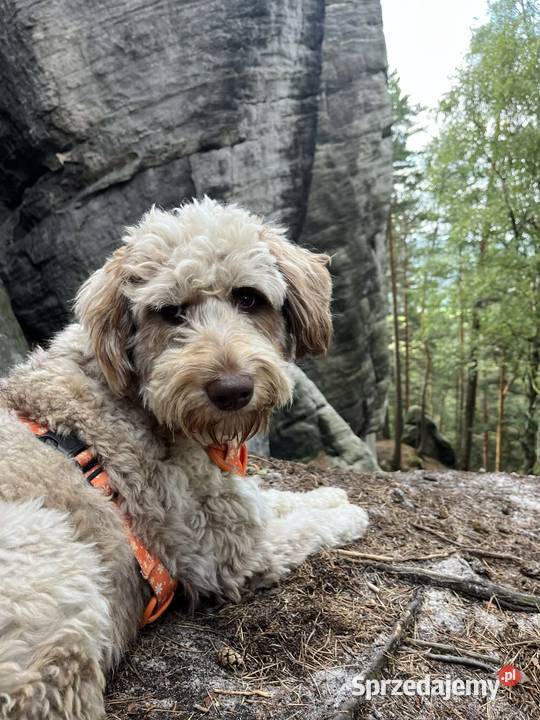 Brązowy Samiec Aussiedoodle Czarnków