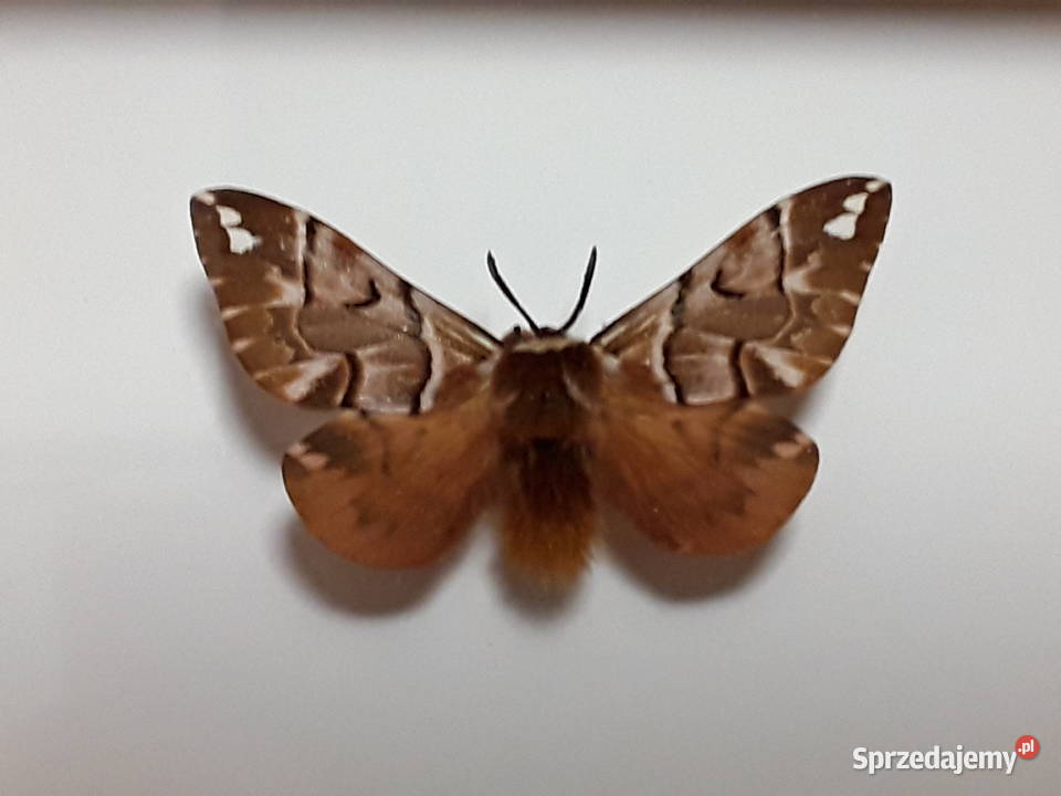 Motyl w ramce 12 x 10 Endromis versicolora Szczecin