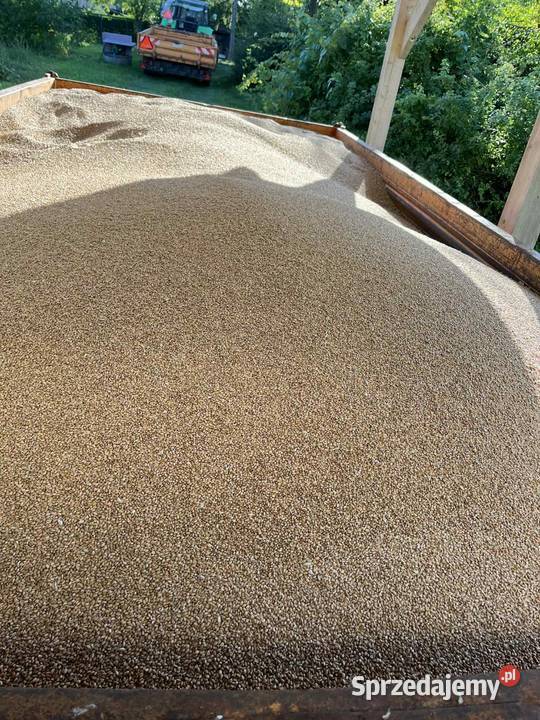 Przenica ozima pallas Zboża Zaczarnie sprzedam