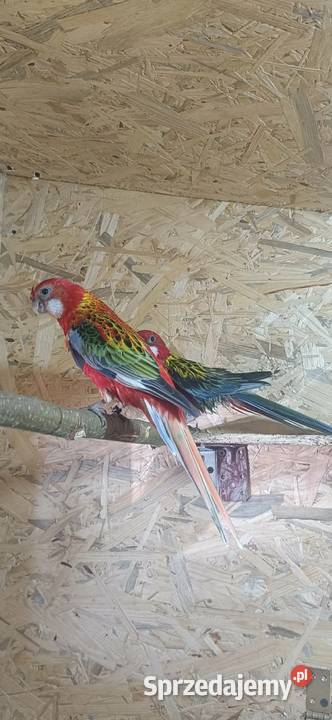 Para rozelli białolice Chyżne