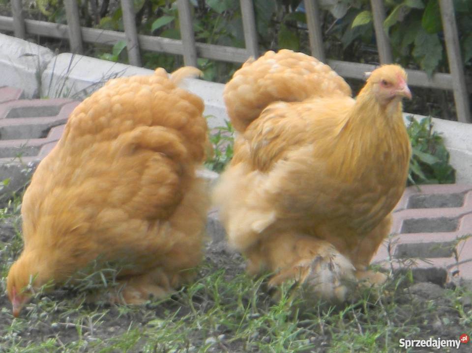 Kochin Olbrzymi różne kolory czysto rasowe młode wielkopolskie