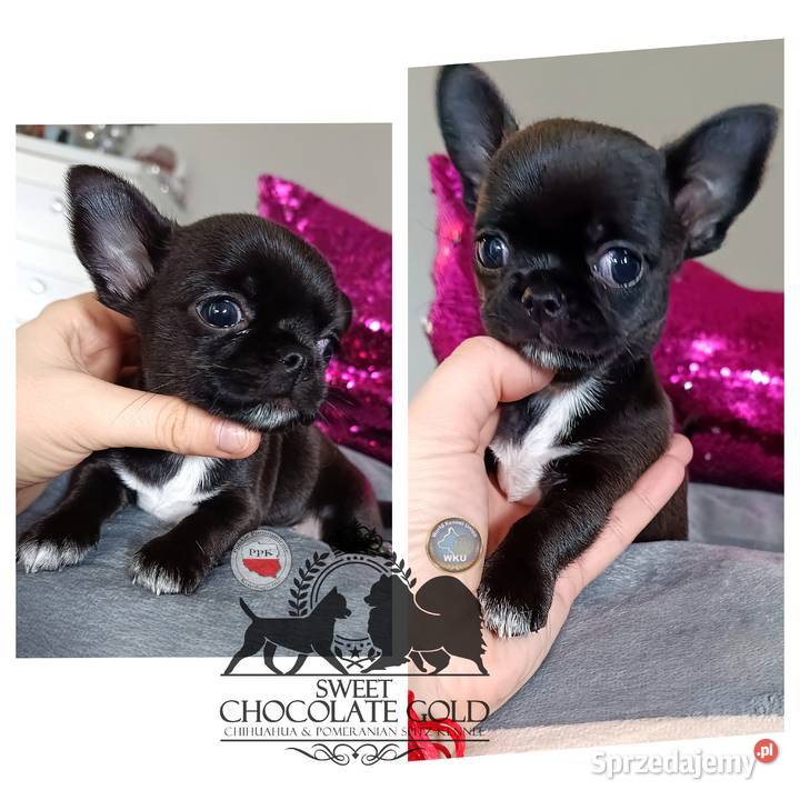 Chihuahua krótkowłosa piesek czarny unikatowy łódzkie Bełchatów