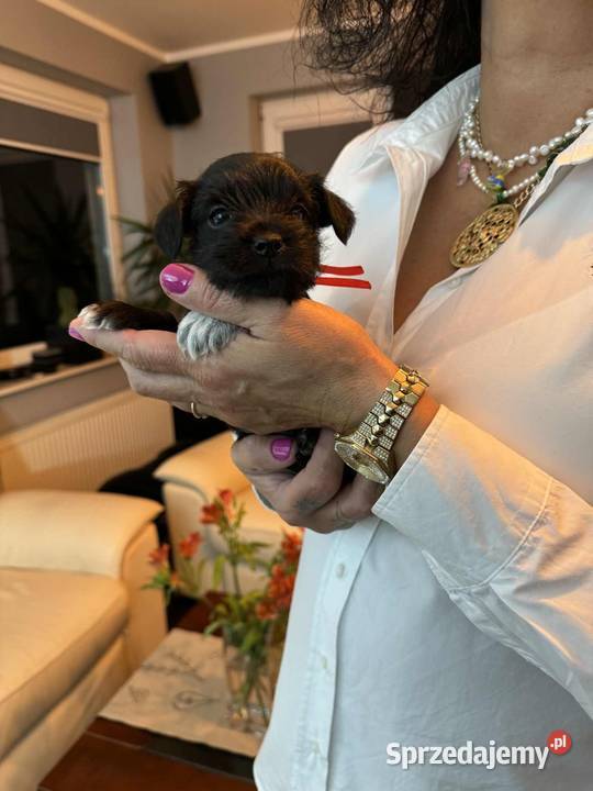 Sznaucery miniaturowe Chełm sprzedam