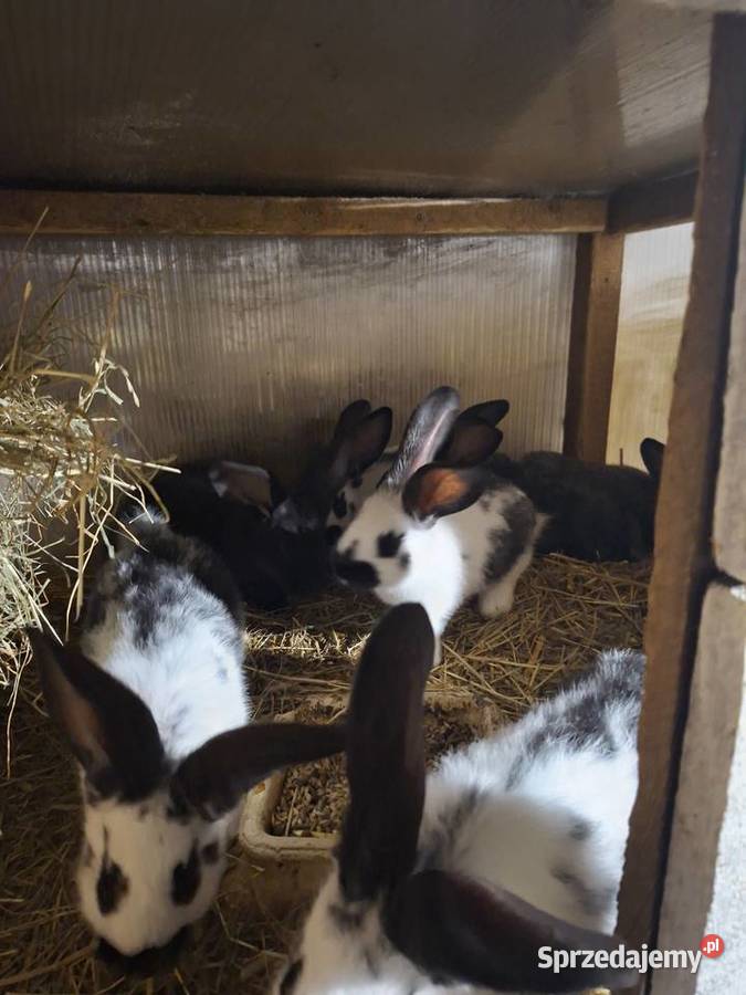 Sprzedam króliki mieszance srokacz z belgiem Gryzonie Skarszewy sprzedam