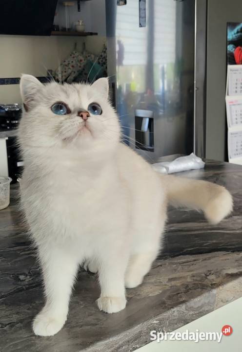 Kocurek srebrny point