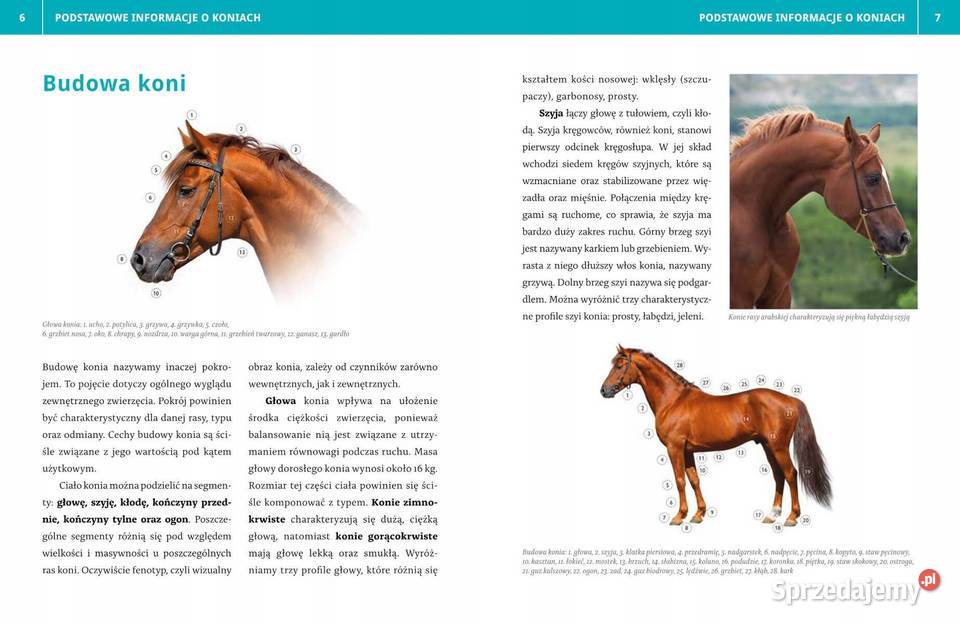 ENCYKLOPEDIA JAZDY KONNEJ JAGODA BOJARCZUK Osięciny