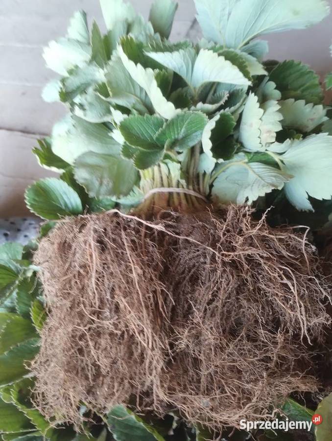 Sprzedam sadzonki truskawki Rolnictwo Kraśnik