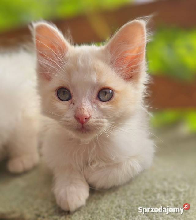 Ragdoll cherubim cremowy cynamonowy Ragdoll Zielona Góra