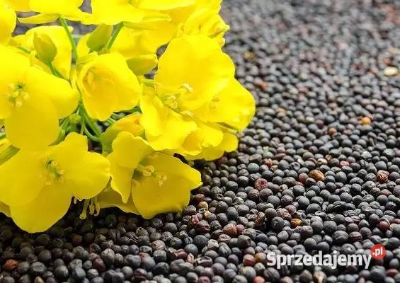 Nasiona rzepaku Neon Gemini Kepler Chrobry Golub-Dobrzyń