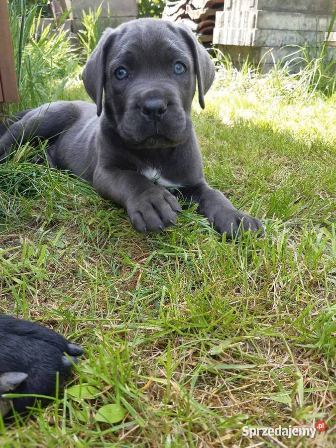Cane corso Z Czarnych Palladynów FCI Szczecin