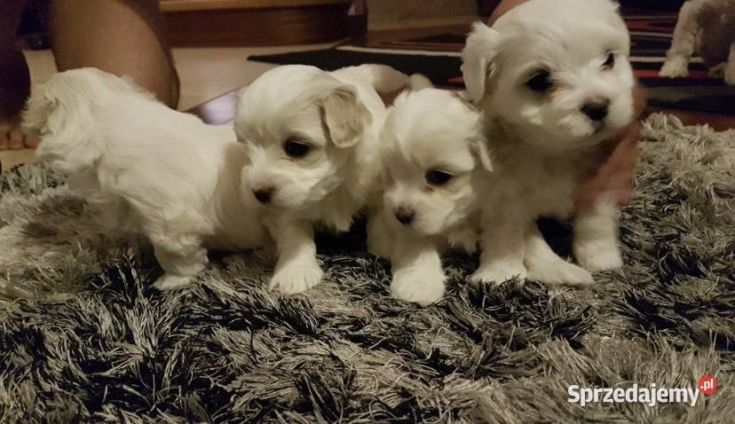 Szczeniaki maltańczyk Rzeszów