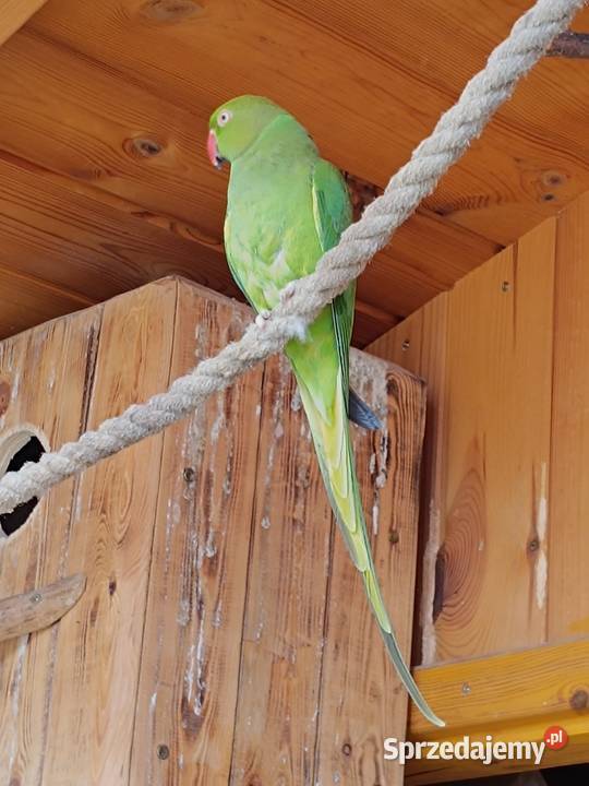 Papugi rozella aleksandretty Pionki