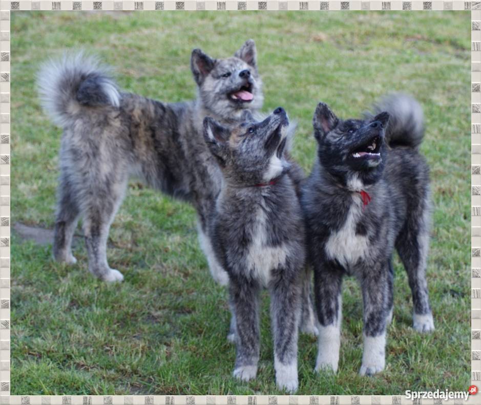 AKITAINU z ROOWOEM FCI CHAMPIONACH śląskie Mikołów