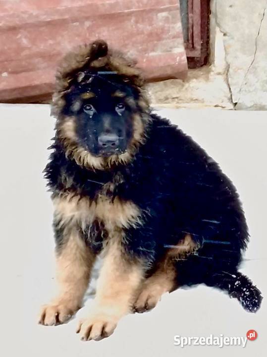 Owczarek niemiecki długowłosy potężne szczeniaki świętokrzyskie