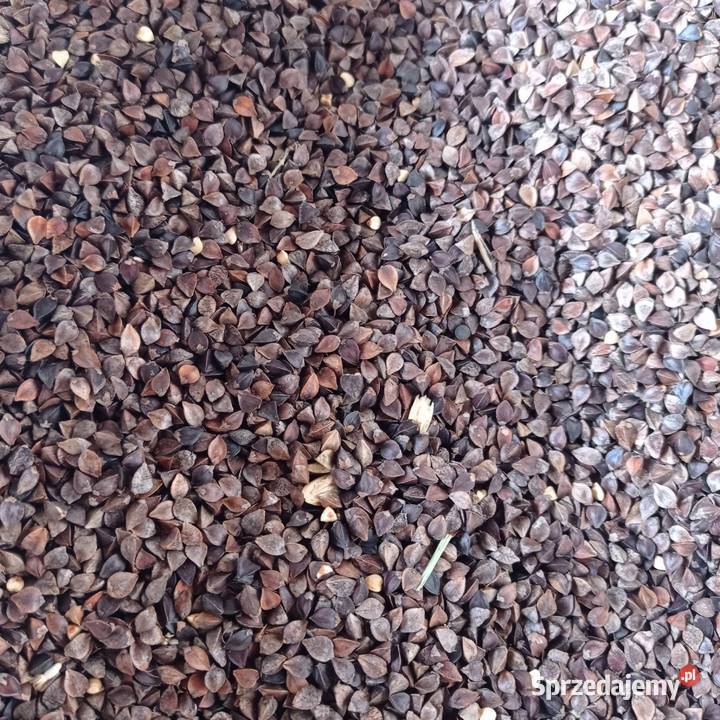 Gryka zbiór 2022 r Czyszczona bez Glifosatu Kamień Pomorski