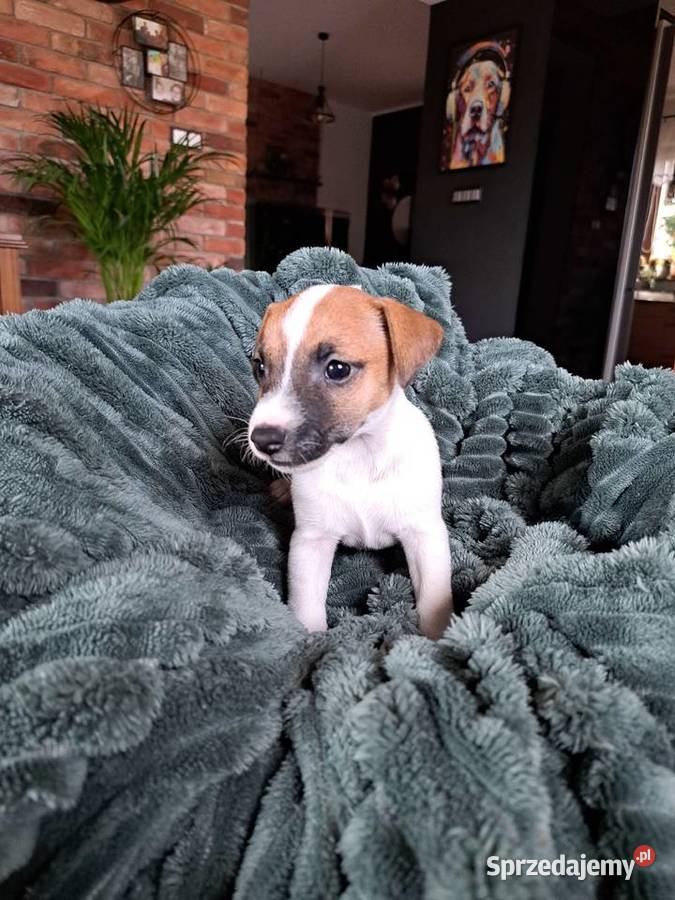 Jack Russell Terrier Kościerzyna