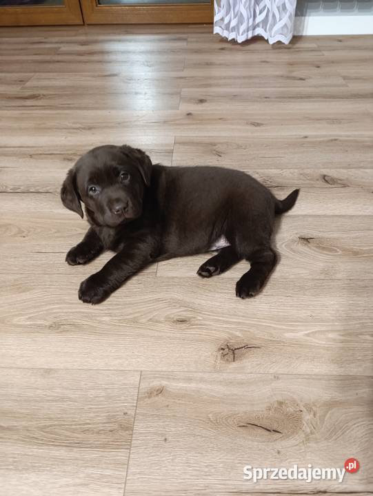 Pieski Labradora Retriever czekoladowego Tarnów