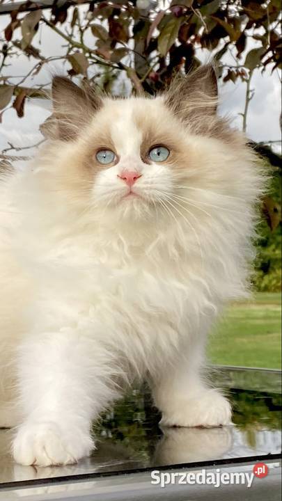 Kocurek Ragdoll gotowy do odbioru Katowice sprzedam