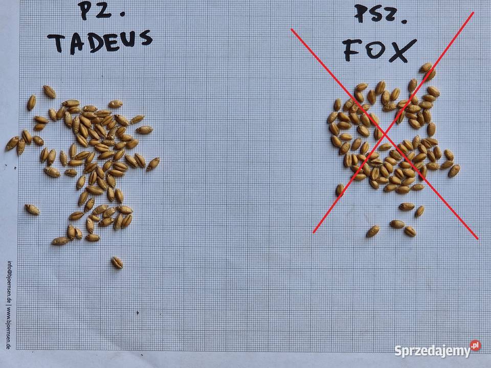 Pszenżyto Tadeus 15 tony Siedliska-Bogusz