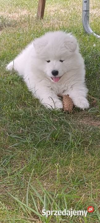 Samoyed szczeniaki łódzkie Łowicz