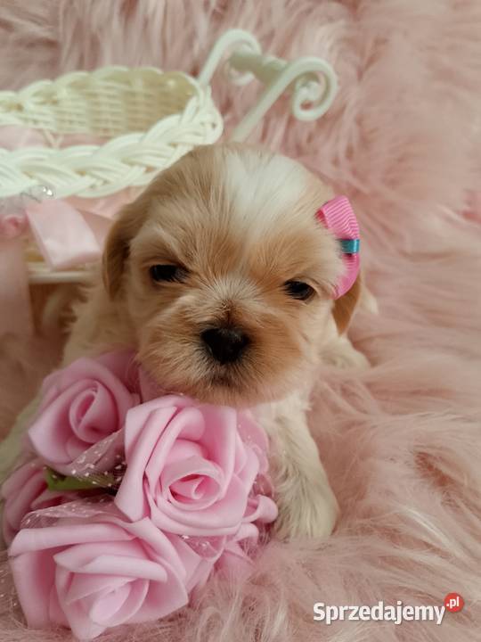 Suczka rasy ShihTzu opolskie Kluczbork