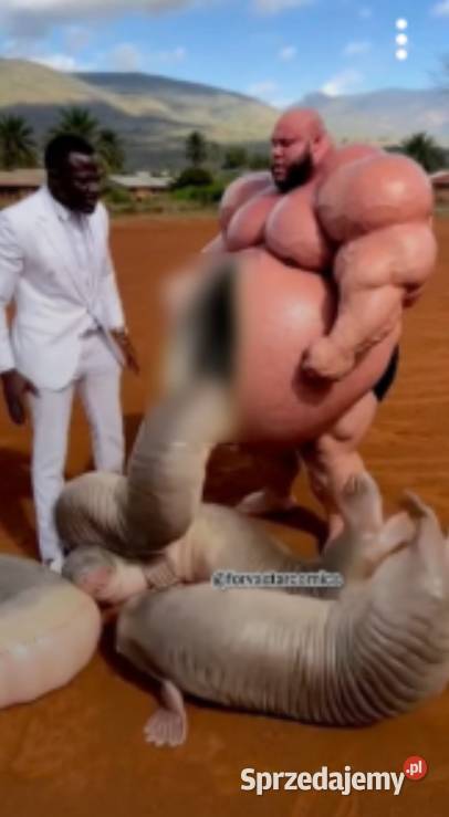 pasza do tuczenia siwn Stolec