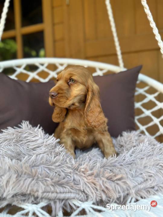 Wyjątkowy Piesek Cocker Spaniel Angielski złoty