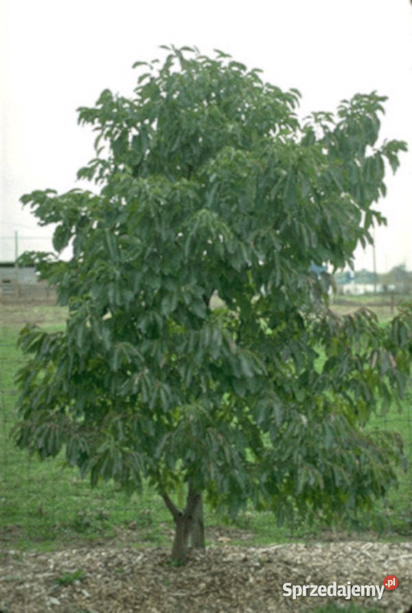 HURMA AMERYKAŃSKA Diospyros Kaki sadzonki w Ustronie