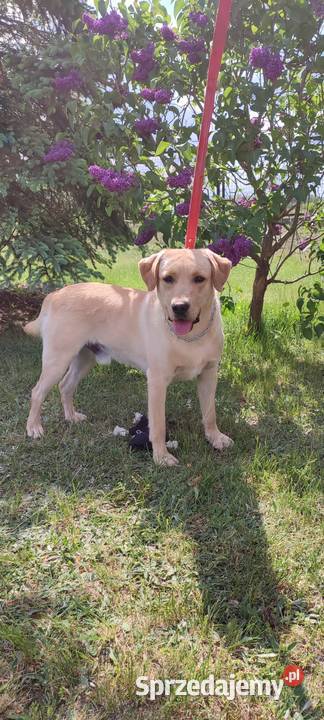 Labrador piękny pies Labrador