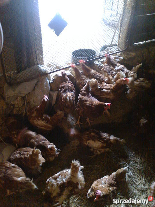 kury nioski 8miesięcy dorosłe noszą jajka detal Sobiesęki sprzedam
