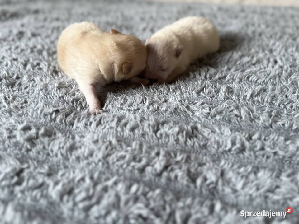 Szpic miniaturowy pomeranian sprzedam