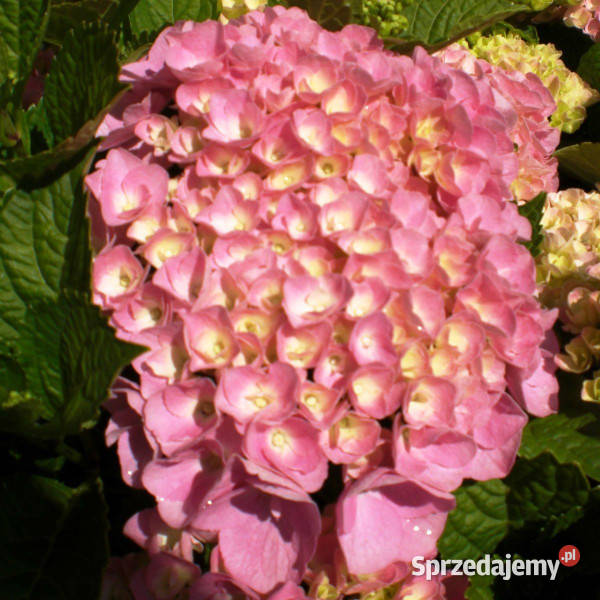 HORTENSJA BODENSEE sadzonki w doniczkach Ustronie