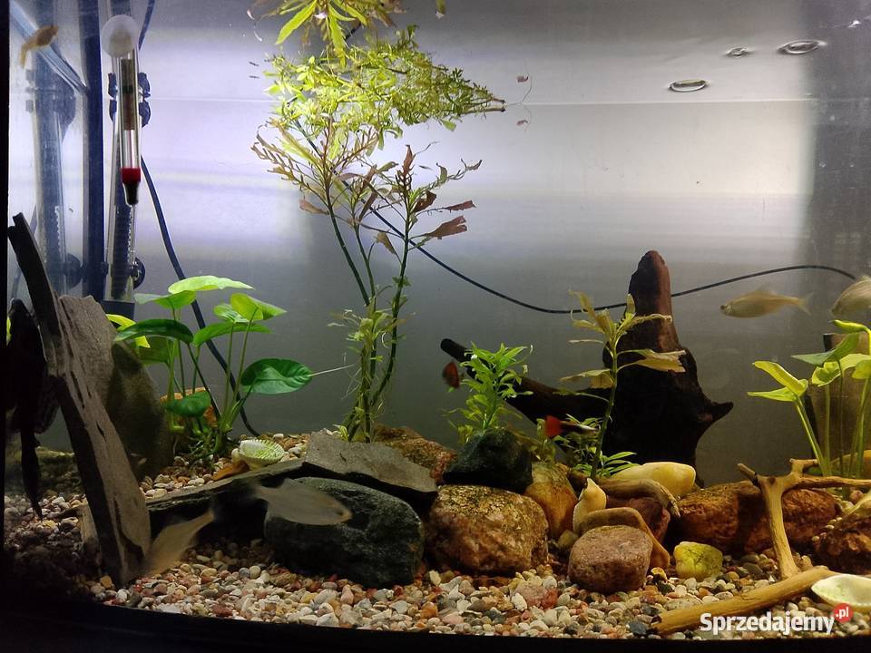 Narybek GupikMolinezja kujawsko-pomorskie Toruń