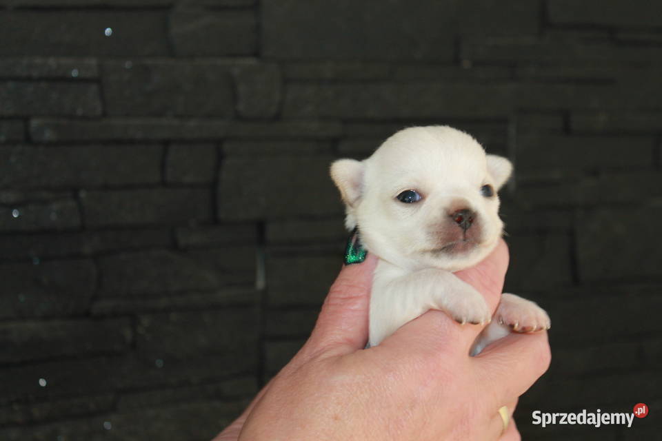 Chihuahua długowłosy chłopiec ZKwP FCI z zachodniopomorskie Świnoujście