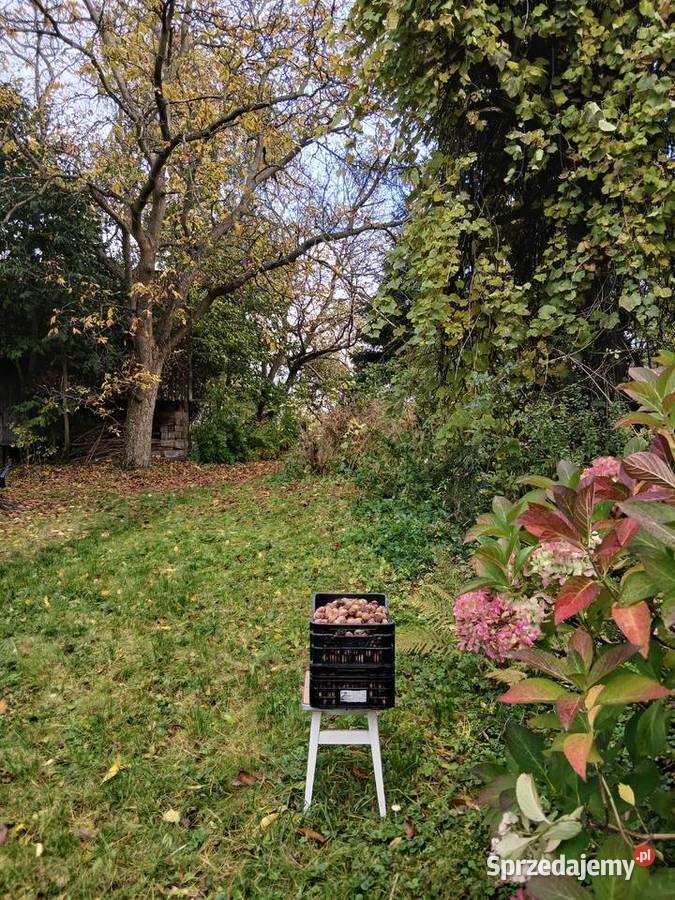 Orzechy włoskie w łupinie małopolskie sprzedam