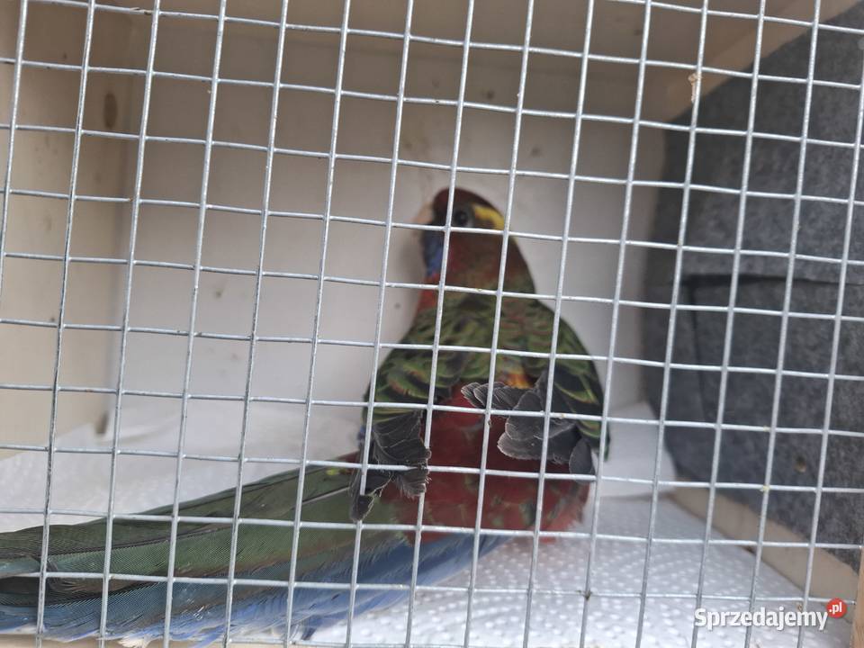 Rozella królewska Ptaki Kluczbork sprzedam
