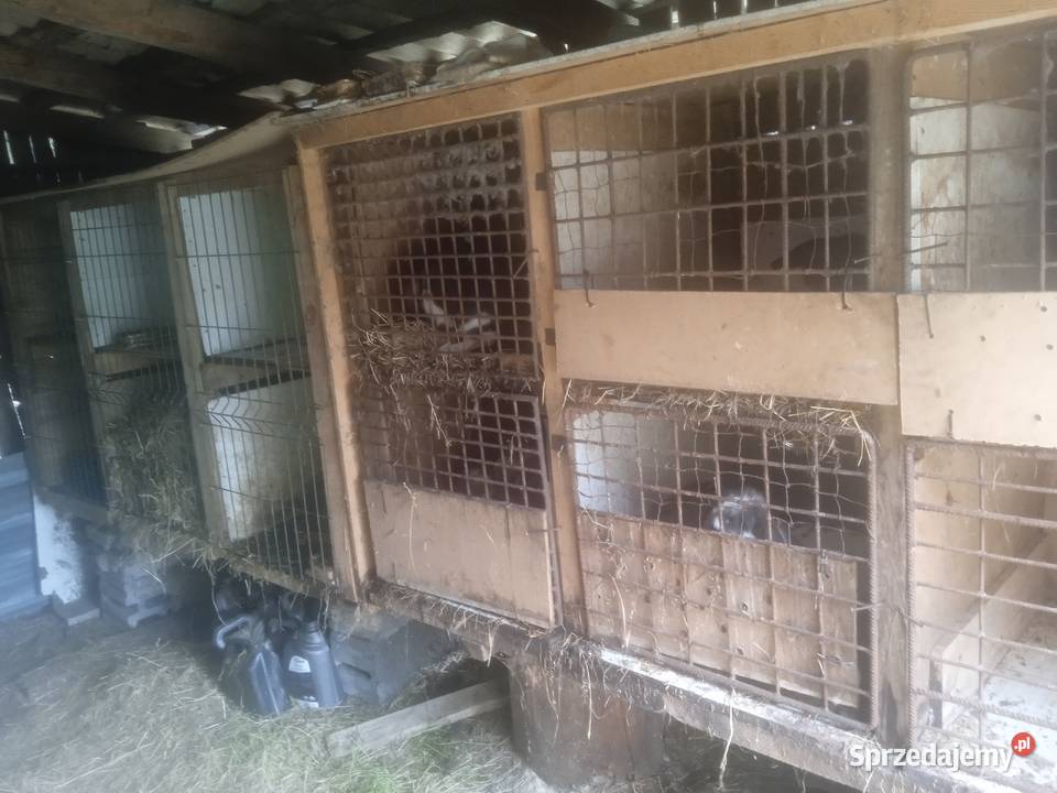 2 duże piętrowe klatki z królikami rasy baran Nasielsk