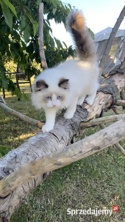 Kocurek ragdoll gotowy do odbioru FPL śląskie Katowice
