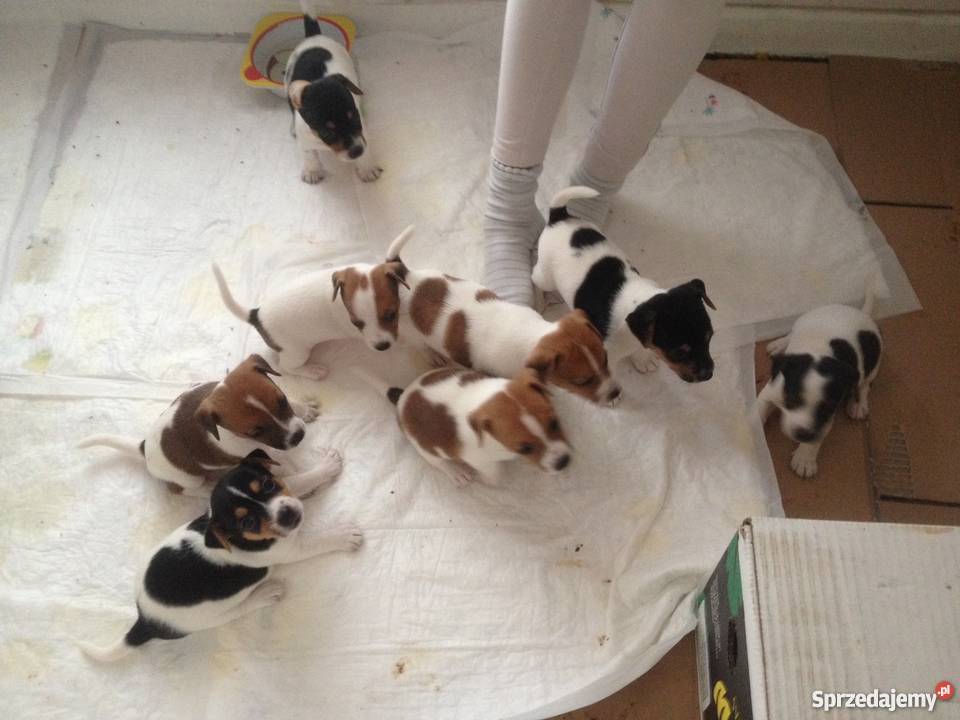 Jack Russell Terrier piękne szczeniaki