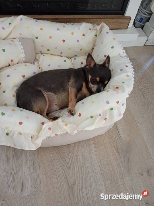 Dorosła chihuahua suczka Konin