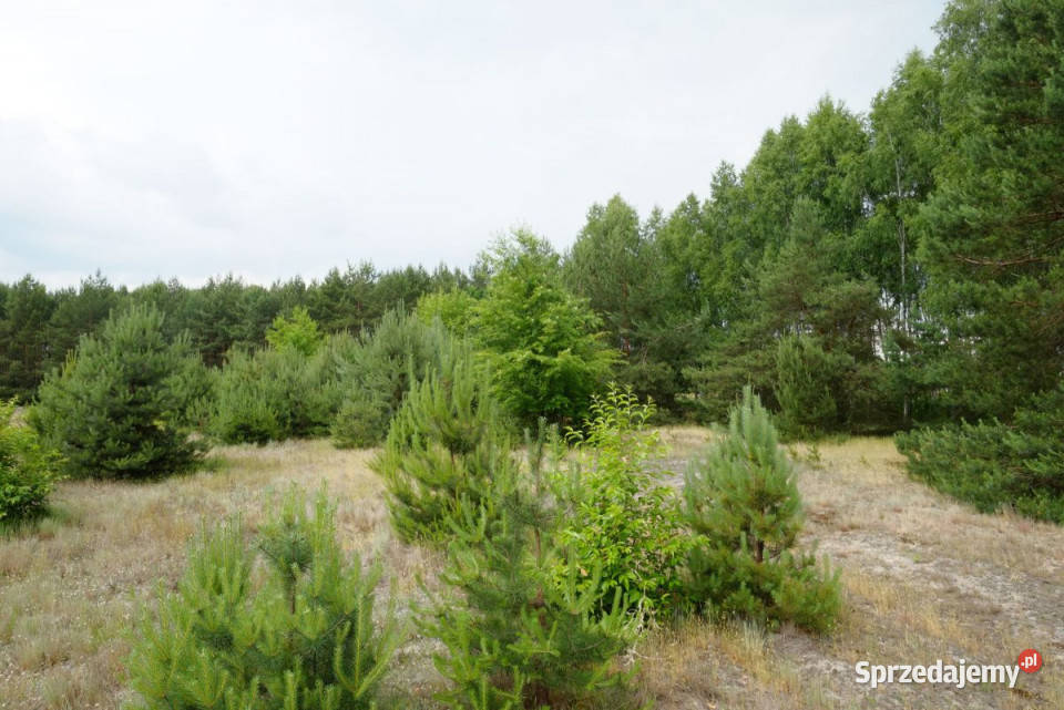 5 Działek na Sprzedaż Wólka Smolana 18243m2 mazowieckie